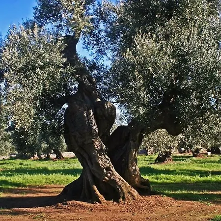 Il Giardino Degli Aranci - Artemisia Homes * Spongano